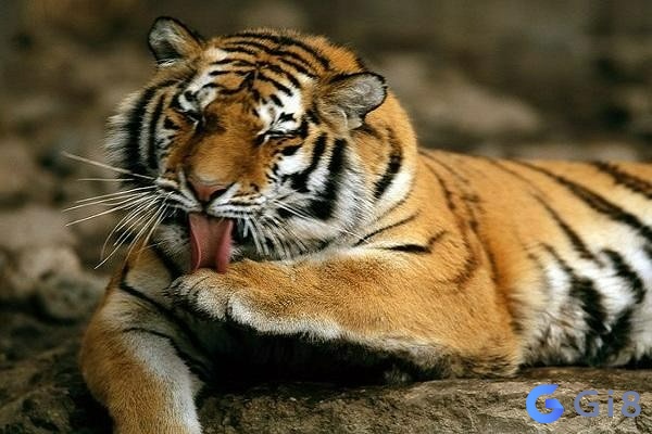 Con cọp số mấy còn tùy thuộc vào tính huống trong mơ Con cọp số mấy còn tùy thuộc vào tính huống trong mơ