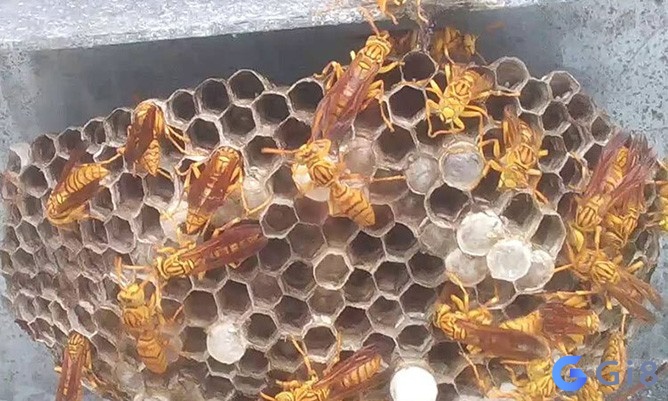 Mơ ong làm tổ báo hiệu điều gì? Mơ ong làm tổ báo hiệu gì