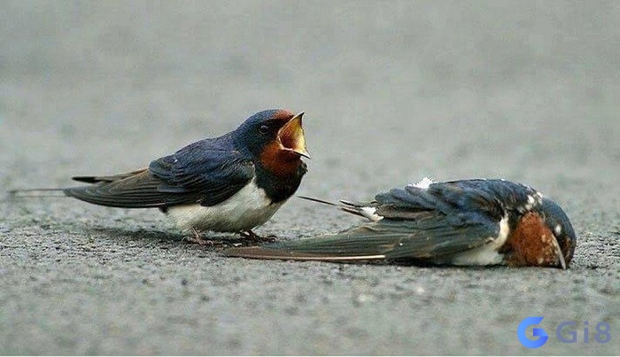 Chim chết trong nhà ý nghĩa là gì? Chim chết trong nhà ý nghĩa là gì?
