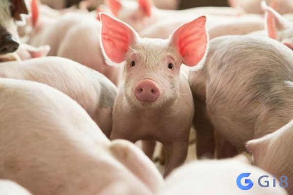 Mỗi giấc mơ thấy heo khác nhau sẽ mang đến dự cảm khác nhau Mỗi giấc mơ thấy heo khác nhau sẽ mang đến dự cảm khác nhau