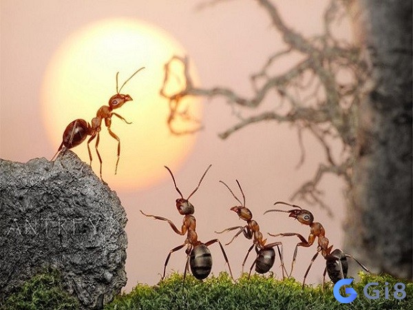 Giải mã giấc mo thay con kien chi tiết nhất Giải mã giấc mo thay con kien chi tiết nhất