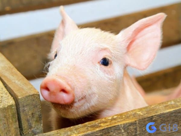 Con heo số mấy: Nằm mơ thấy con heo đánh số gì? Con heo số mấy: Nằm mơ thấy con heo đánh số gì?