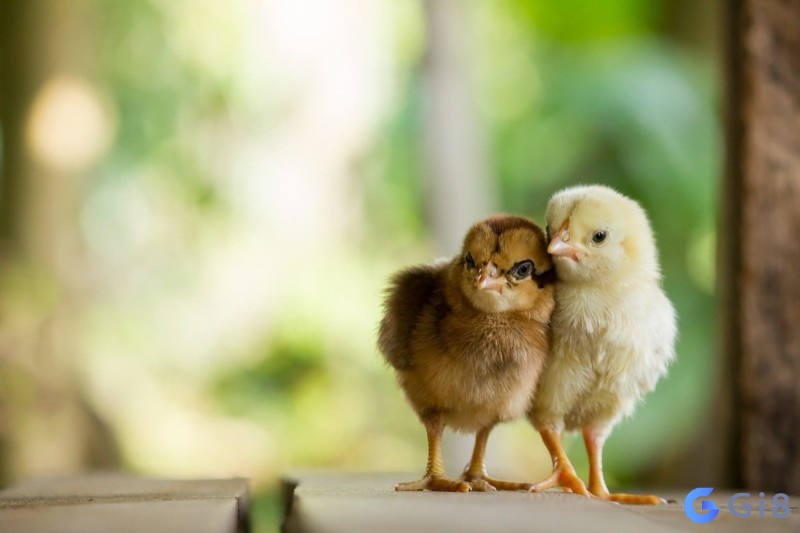 Gà con mới nở là giấc mơ về các mối quan hệ xã hội Con gà đánh số mấy cùng gi8 khám phá, bạn biết chưa?