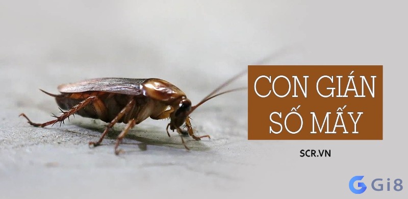 Con gián số mấy? Điềm báo về giấc mơ thấy gián cùng gi88 Con gián số mấy? Điềm báo về giấc mơ thấy gián cùng gi88
