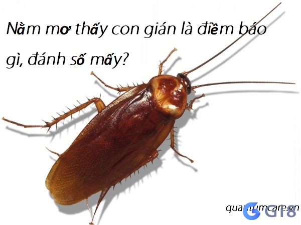 Giải mã giấc mơ thấy con gián báo điềm trong tâm linh như thế nào? Giải mã giấc mơ thấy con gián báo điềm trong tâm linh như thế nào?