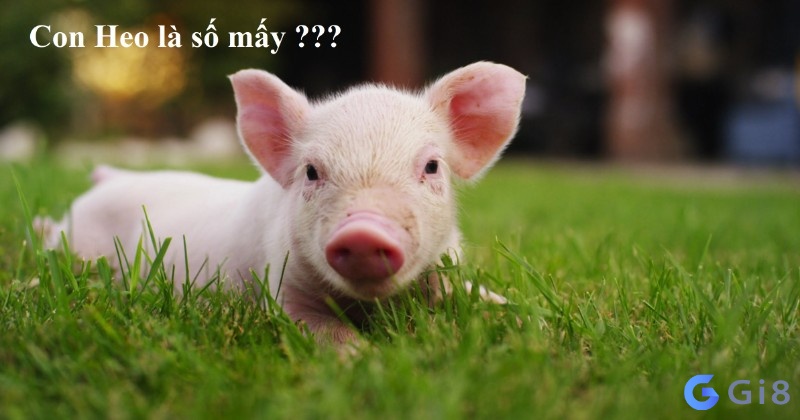 Con heo vàng số mấy? Điềm báo là gì? Con heo vàng số mấy? Điềm báo là gì?
