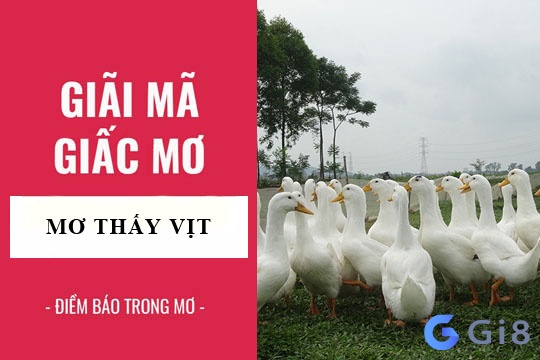 Ý nghĩa của giấc mơ con vịt là gì? Con vịt là số mấy? Đánh đề bao nhiêu