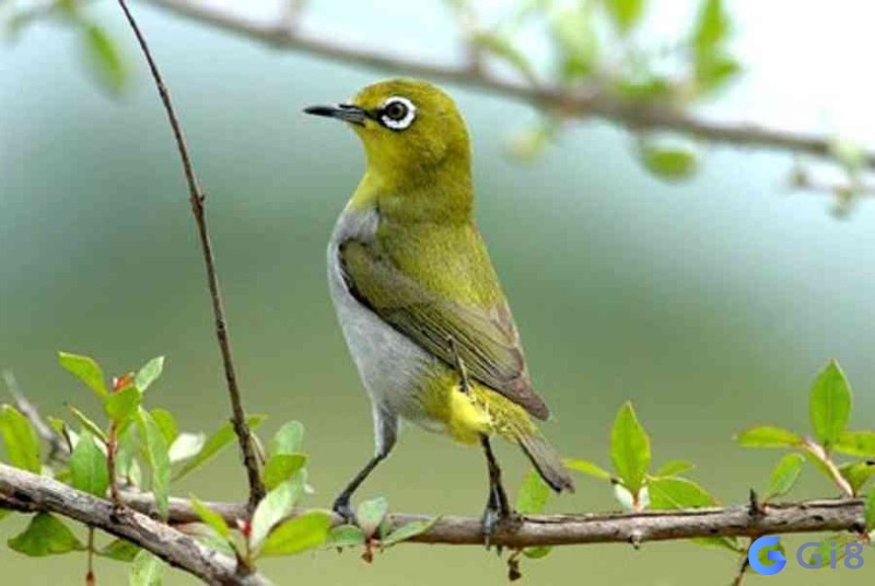 Chim sâu vào nhà báo điềm gì? có tốt không? Chim sâu vào nhà báo điềm gì? có tốt không?