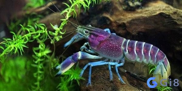 Con số đề nào may mắn khi mơ thấy tôm? Mơ bắt được tôm đánh con gì?