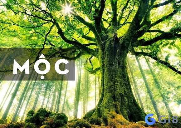 Mệnh mộc là khái niệm gì? Người mệnh Mộc hợp số mấy