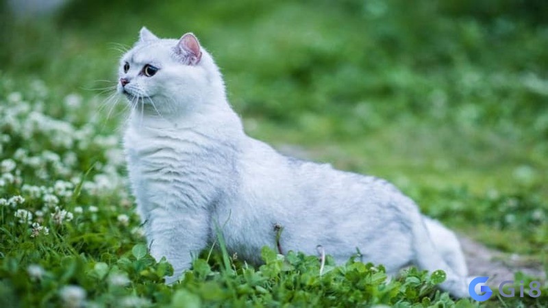 Nằm mơ về loài mèo Nằm mơ về loài mèo