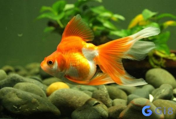 Mơ thấy cá có ý nghĩa gì ? Con cá số mấy thì trúng?