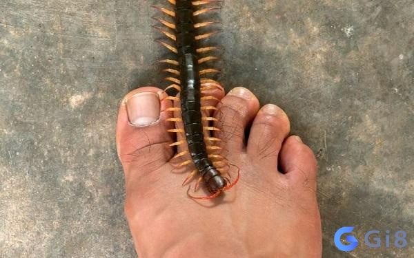 Số con rết là số mấy tùy thuộc vào chi tiết của giấc mơ Số con rết là số mấy tùy thuộc vào chi tiết của giấc mơ