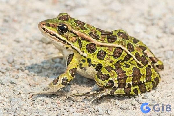 Con ếch là một loài động vật khá quen thuộc Con ếch là một loài động vật khá quen thuộc