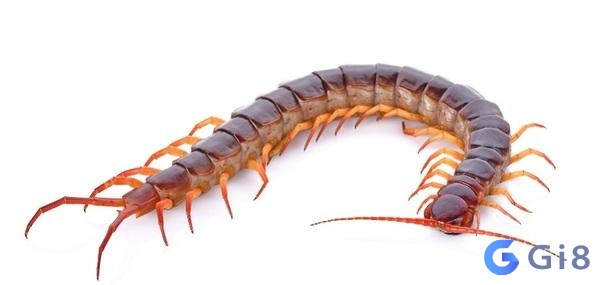 Con rết là một loài động vật khá nguy hiểm Con ret so de bao nhieu?