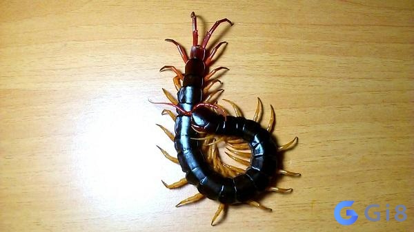 Rết hay còn gọi với cái tên khác là rít Rết hay còn gọi với cái tên khác là rít