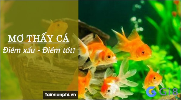 Mơ thấy cá là giấc mơ báo trước điềm tốt hay là xấu Con cá đánh số mấy? bạn biết chưa