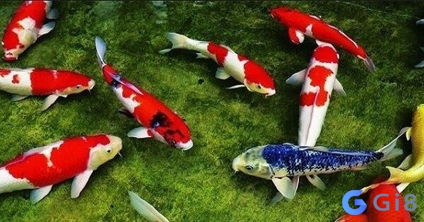 Mơ thấy cá là điềm báo tốt hay là xấu Con cá số mấy? Mơ thấy cá là điềm báo tốt hay là xấu