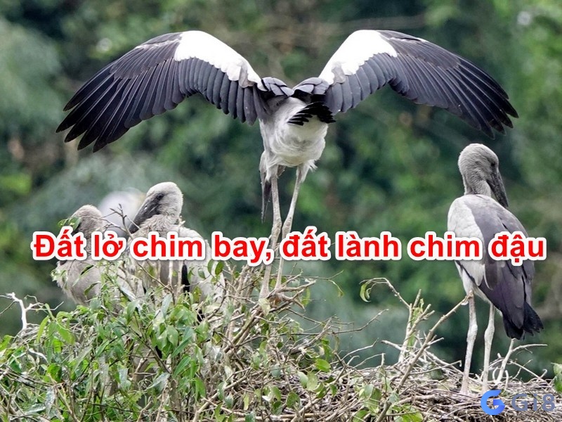 Đất lành chim đậu là câu nói của người xưa Chim bay vào người là điềm tốt