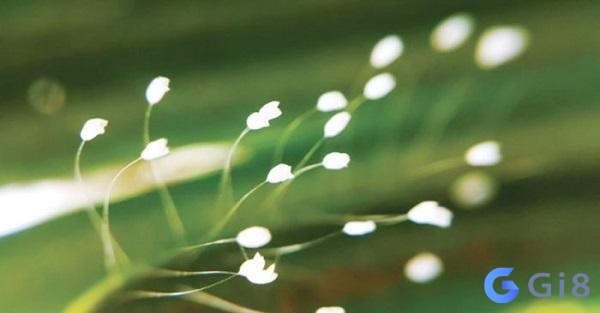 Hoa ưu đàm nở luôn là điều mong chờ của nhiều người Hoa ưu đàm nở luôn là điều mong chờ của nhiều người