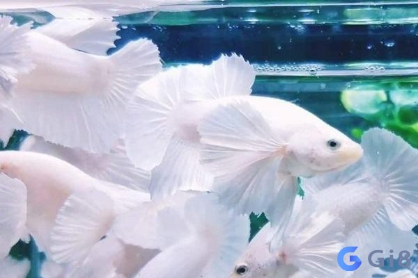 Mơ thấy cá trắng là điềm báo những điều may mắn sắp đến Mơ thấy cá trắng là điềm báo những điều may mắn sắp đến
