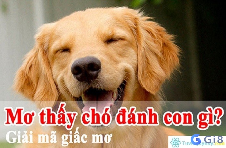 Con chó số mấy bạn có biết hay chưa? Chó là số mấy? đánh số mấy dễ trúng nhất