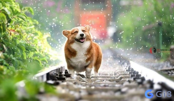 Chó có thể nói là bạn của con người Chó là số mấy? đánh số mấy