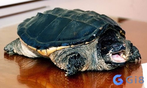 Ngoài hình ba ba khá giống rùa nhưng không phải rùa Con ba ba là con gì