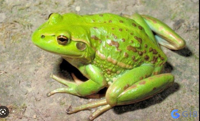 điềm báo ý nghĩa Con ech so may điềm báo ý nghĩa Con ech so may