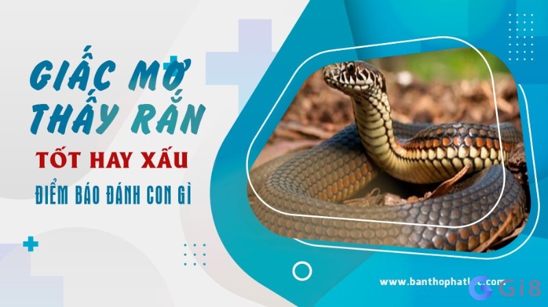 Nhìn thấy rắn trong mơ thì nên đánh con gì? Con ran so may?