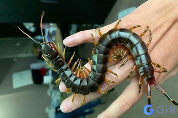 Con ret so may? Dự đoán con số siêu chính xác Con ret so may? Dự đoán con số siêu chính xác