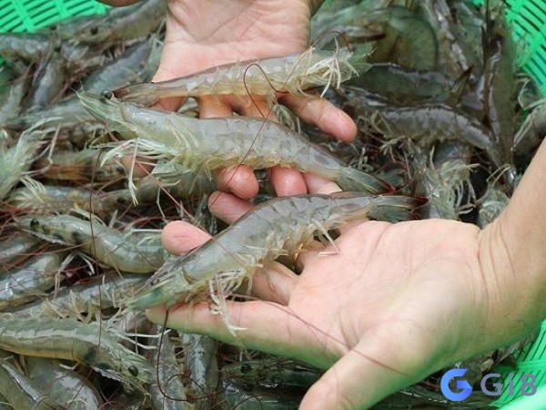 Ngủ mơ thấy nhiều tôm cho thấy bạn đã hình dung rõ ràng về hướng đi của mình Ngủ mơ thấy nhiều tôm cho thấy bạn đã hình dung rõ ràng về hướng đi của mình