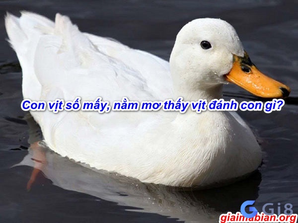 Giấc mơ khi thấy vịt nó sẽ mang ý nghĩa gì? Giấc mơ khi thấy vịt nó sẽ mang ý nghĩa gì?