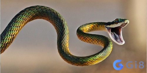 Rắn cũng là con vật có nhiều ý nghĩa Mơ gặp rắn đánh đề con gì