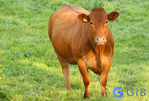 Mơ thấy con bò đánh số gì? Mơ thấy con bò đánh số gì