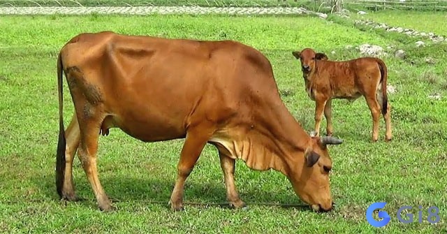 Giải mã chi tiết chiêm bao thấy con bò giải mã chiêm bao về bò