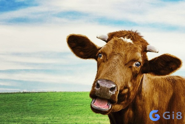 Mơ thấy con bò có ý nghĩa gì? mơ thấy con bò