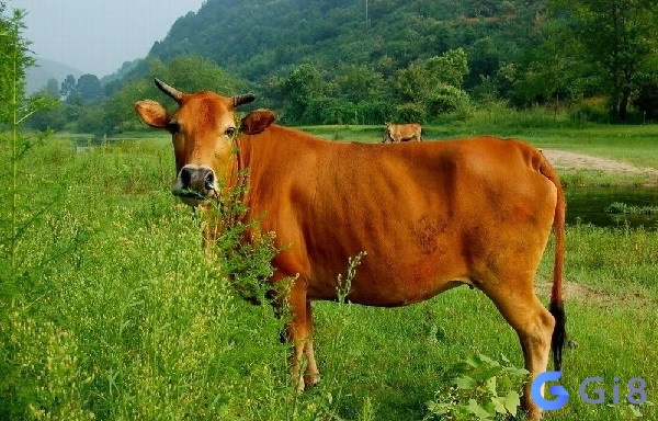 Mộng thấy bò đánh số gì may mắn? mộng bò đánh số gì
