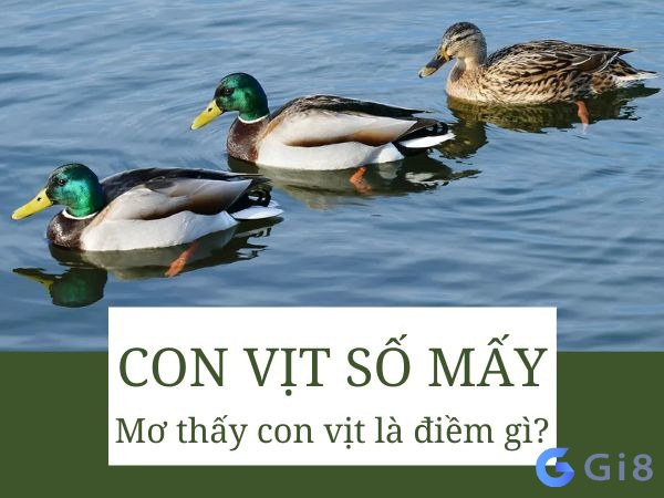 Mơ thấy con vịt nên đánh số mấy? Mơ thấy con vịt đánh số gì