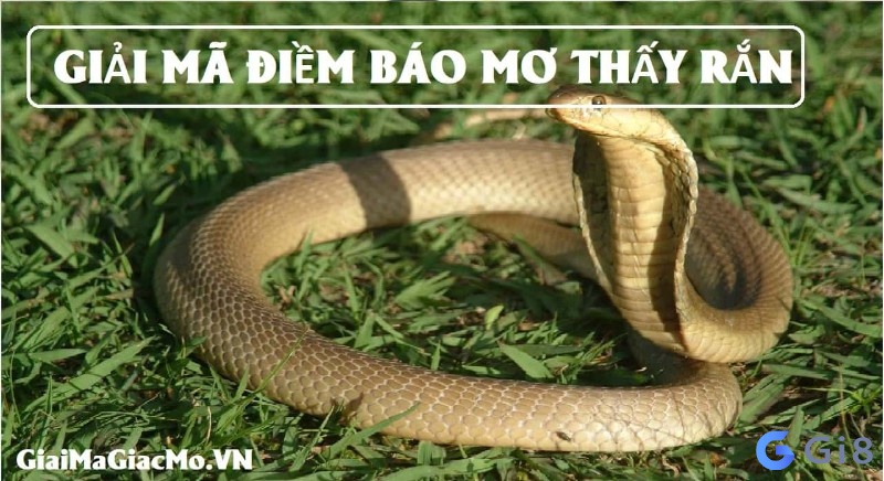 Rắn cũng là con vật mang nhiều ý nghĩa tượng trưng Mơ thấy rắn đánh con gì