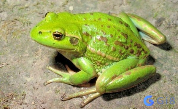 Nằm mơ thấy ếch đánh số mấy trúng lớn còn tùy vào chi tiết giấc mơ Nằm mơ thấy ếch đánh số mấy trúng lớn còn tùy vào chi tiết giấc mơ