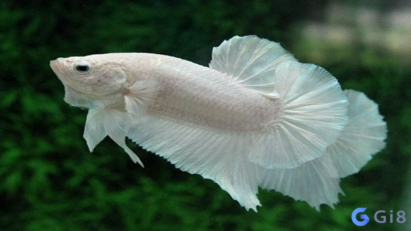 Mơ thấy cá trắng thường liên quan đến công danh sự nghiệp Mơ thấy cá trắng thường liên quan đến công danh sự nghiệp
