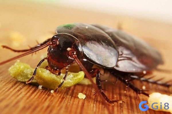 Nằm mơ thấy gián thường liên quan đến tình cảm và công việc Nằm mơ thấy gián thường liên quan đến tình cảm và công việc