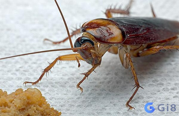 Gián là loài côn trùng phổ biến trong cuộc sống hàng ngày Gián là loài côn trùng phổ biến trong cuộc sống hàng ngày