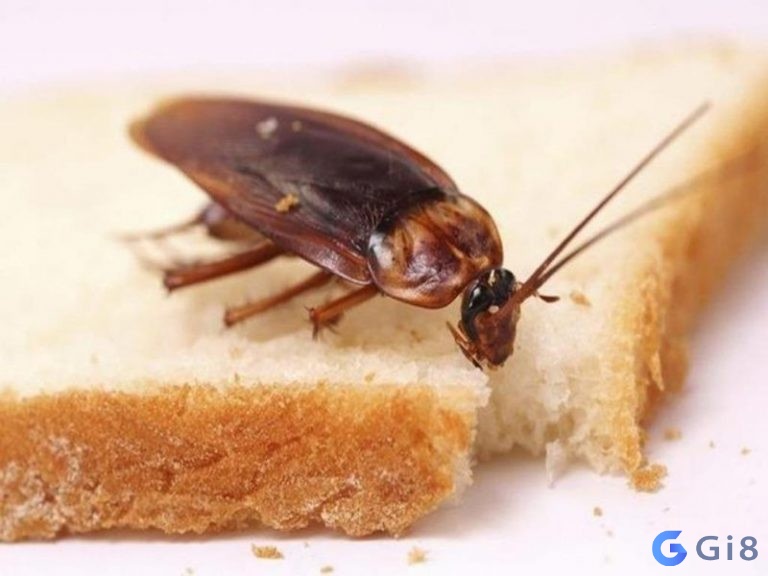 Gián cũng hay xuất hiện trong nhà và tìm kiems thức ăn Bạn có biết con gián là số mấy hay không?