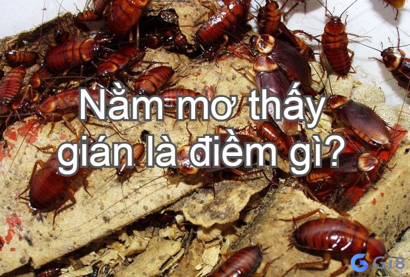 Bạn có biết mơ thấy con gián là điềm báo gì không? Theo tâm linh thì con gián là số mấy trong lô đề?