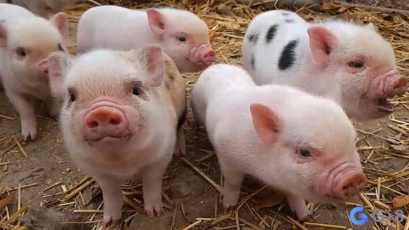 heo là loài gia súc thân thuộc của con người Mơ thấy heo có tốt không? con heo đánh số mấy?