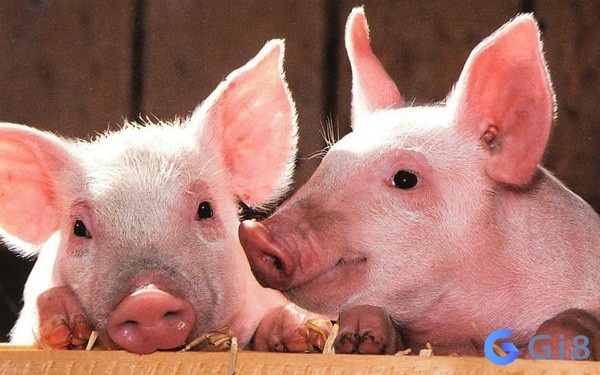 Lợn là loài gia súc thân thuộc của con người Bạn có biết con lợn số mấy ?