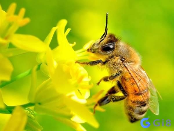 Con ong là số mấy còn tùy thuộc vào giấc mơ như thế nào Con ong là số mấy còn tùy thuộc vào giấc mơ như thế nào