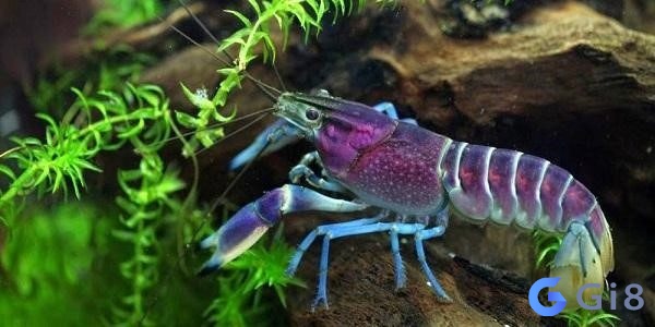 Mơ thấy đang bán tôm báo hiệu sự nghiệp sắp tới sẽ thành công Mơ thấy đang bán tôm báo hiệu sự nghiệp sắp tới sẽ thành công